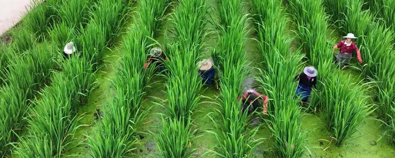 种植山楂怎么防治病虫害，发生花腐病可喷施甲基托布津