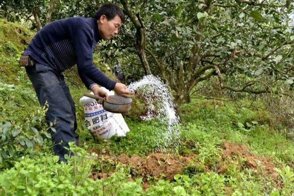 种植山楂怎么防治病虫害，发生花腐病可喷施甲基托布津
