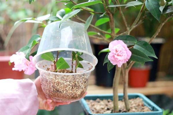 让茶花更旺盛的方法，平时每隔20天追施一次复合肥