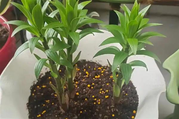 小白菜种子种植前需要泡吗，种植前需要用温水进行浸泡