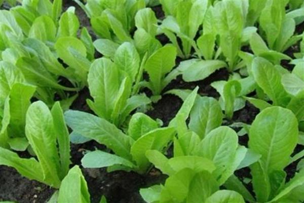 小白菜种子种植前需要泡吗，种植前需要用温水进行浸泡