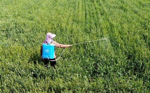 橡皮树春天可以扦插吗，橡皮树春天能扦插