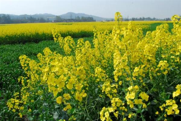油菜花的凋谢时间，4-5月份开放、6-7月份凋落