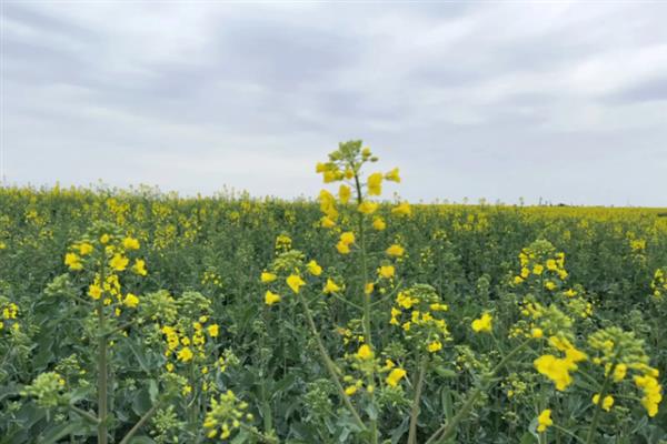 油菜花的凋谢时间，4-5月份开放、6-7月份凋落
