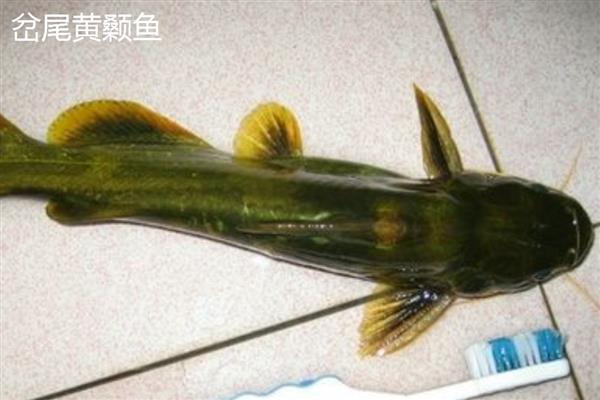 水晶茉莉和丁香的区别，属性、花朵和枝叶均不同