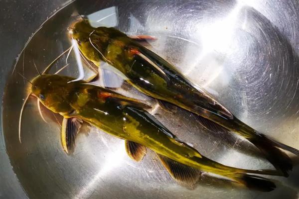 水晶茉莉和丁香的区别，属性、花朵和枝叶均不同