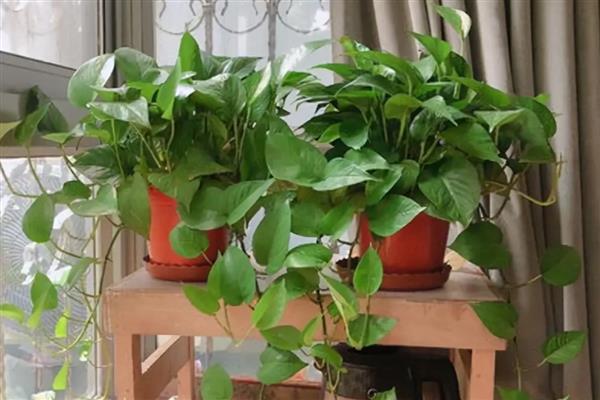 哪些植物适合放在卧室，包含常春藤、鸭掌木等品种