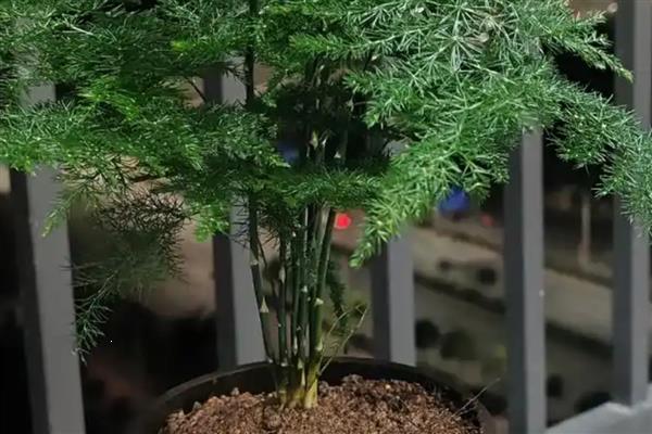 缩节胺的作用是什么，对植物营养生长有延缓作用