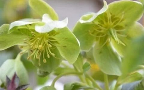 绿菟葵的花语是锐利？还是温柔？  
——它的刺象征防御还是挑