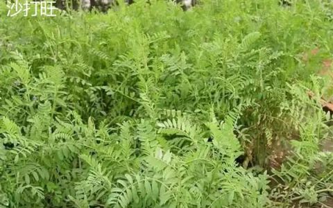 养羊种植哪些牧草，常见的有黑麦草、墨西哥玉米草等