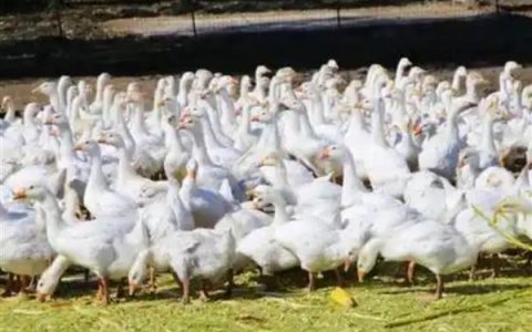 小鹅的食物，用菜叶搭配碎米饲喂雏鹅