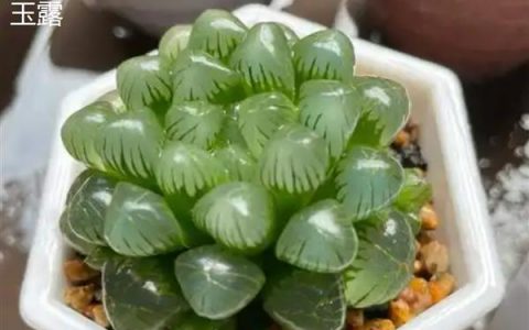 水晶掌和玉露有什么区别，株高、叶形、颜色和习性均不同