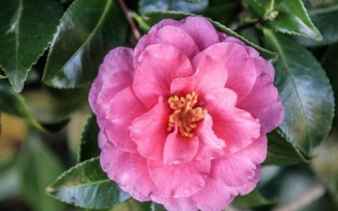 山茶花适宜PH值为5-6.5，难道超出此范围也能旺盛生长？