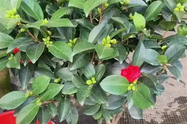 山茶花养殖条件，PH值在5-6.5之间