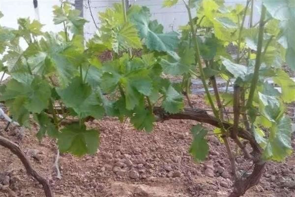 葡萄树冬季怎么修剪，一年生和多年生的枝蔓修剪方法不同