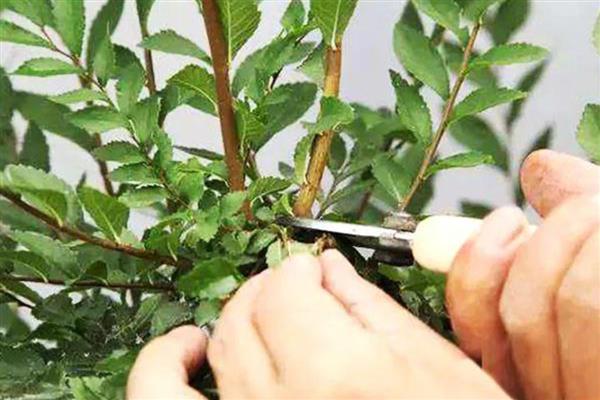 一年四季都开花的盆栽，有四季海棠、月季花等
