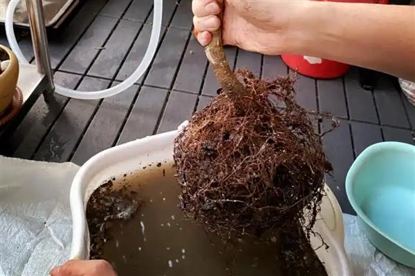 一年四季都开花的盆栽，有四季海棠、月季花等