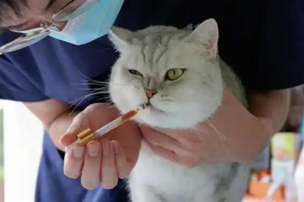 治疗猫癣何时才能不上药，长出新毛经过半个月左右便可停药