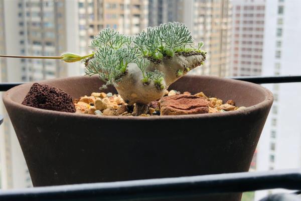 如何养护白皮月界，让幼苗在清晨和早晨接受光照
