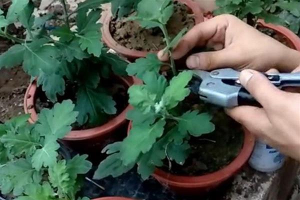 0.1号新关东钩的尺寸，钩身长约9.2毫米