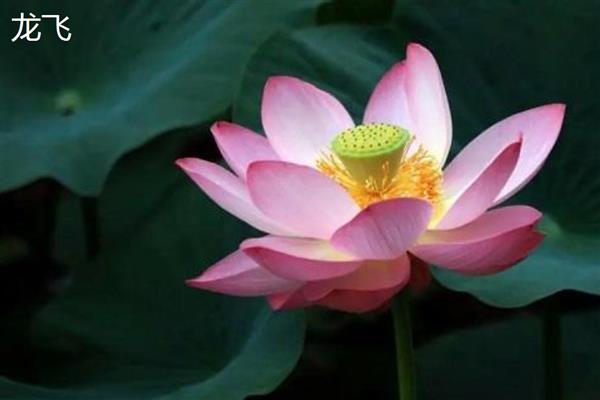 莲花的开放时间，大多为7-8月份