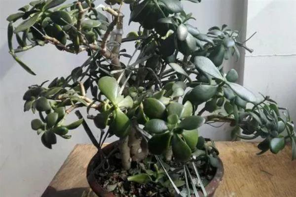 韭菜割完能不能立即浇水，经过3-5天才能补充水分
