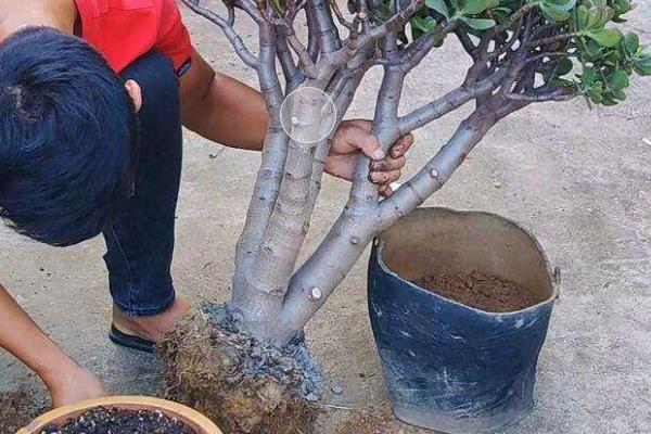 绿萝叶片发黑的原因，一般是阳光强烈、温度过低等因素所致