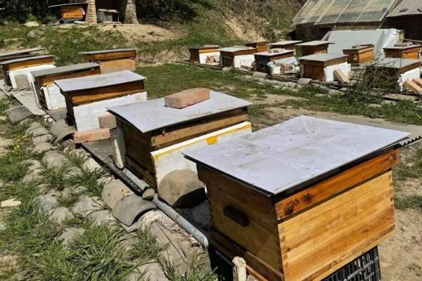 玉米高产栽培方法，花粒期增施磷钾肥可提高灌浆能力