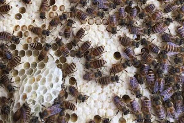 玉米高产栽培方法，花粒期增施磷钾肥可提高灌浆能力