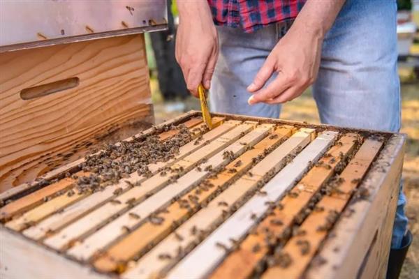 玉米高产栽培方法，花粒期增施磷钾肥可提高灌浆能力