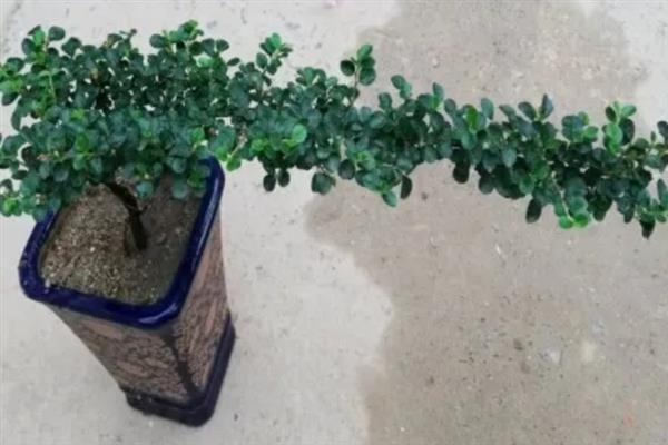 珍珠梅盆景如何养护，生长季节每隔20天追肥一次