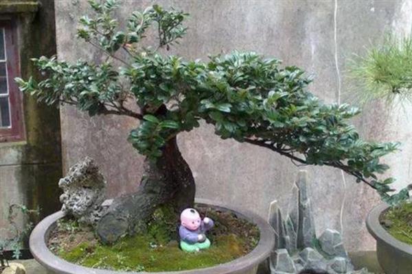 珍珠梅盆景如何养护，生长季节每隔20天追肥一次