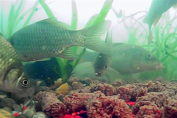 养殖猪笼草的方法，平时每隔4-5天浇一次水