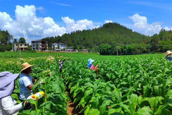 罗非鱼有什么习性，以植物为主食、耐低氧能力较强
