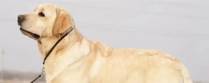 犬细小病毒感染的简介，病犬、病愈后的带毒犬是主要传染源