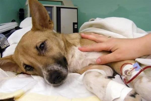 犬细小病毒感染的简介，病犬、病愈后的带毒犬是主要传染源