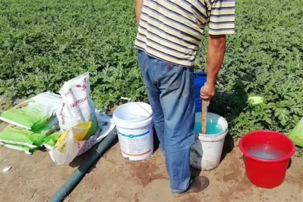 哪些植物可以忍耐40度的高温，常见茉莉花、月季花等品种