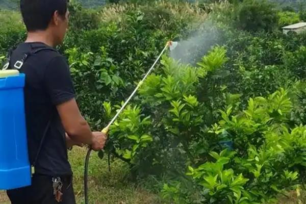 哪些植物可以忍耐40度的高温，常见茉莉花、月季花等品种
