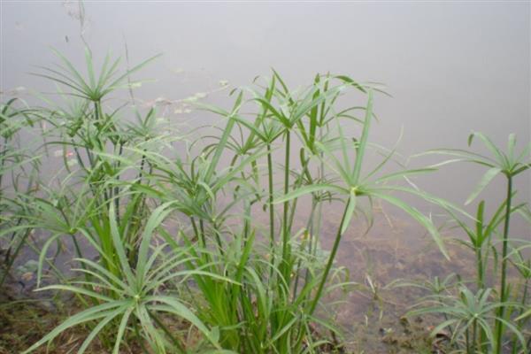 哪些植物可以忍耐40度的高温，常见茉莉花、月季花等品种