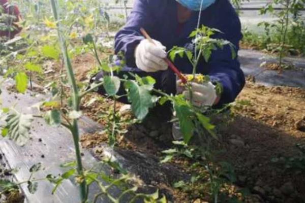 西瓜不授粉能结果吗，不授粉是不能结果的