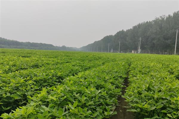 鲁花8号的简介，属于早熟品种