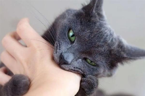 猫咪爱咬人的原因，可能处于发情期或情绪不好