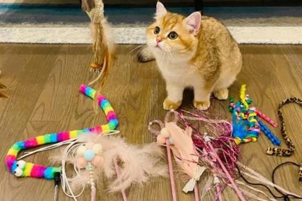 猫咪爱咬人的原因，可能处于发情期或情绪不好