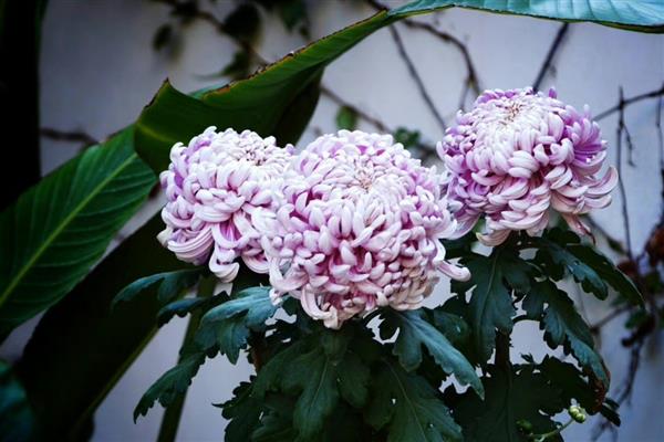 怎么水培风信子，春秋季节每隔3天换一次水