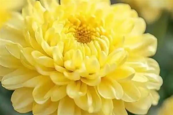 怎么水培风信子，春秋季节每隔3天换一次水