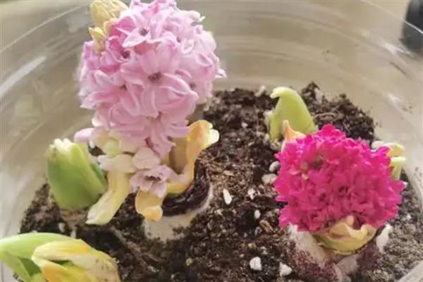怎么水培风信子，春秋季节每隔3天换一次水