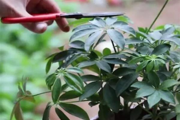 怎么水培风信子，春秋季节每隔3天换一次水