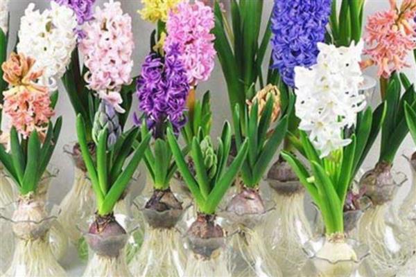 按照菊花的花瓣类型可分为几种，主要分为平瓣类、匙瓣类、管瓣类