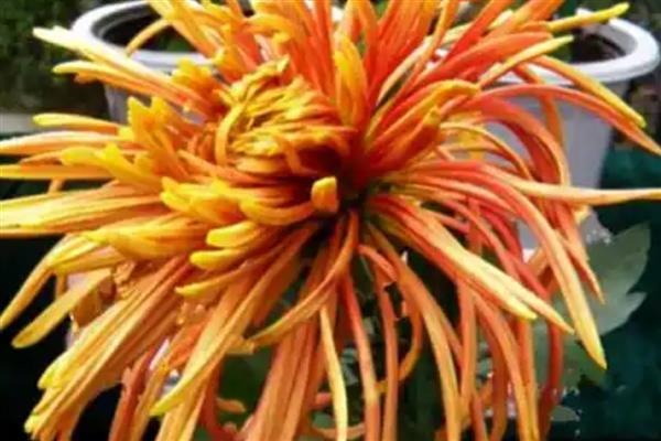 按照菊花的花瓣类型可分为几种，主要分为平瓣类、匙瓣类、管瓣类