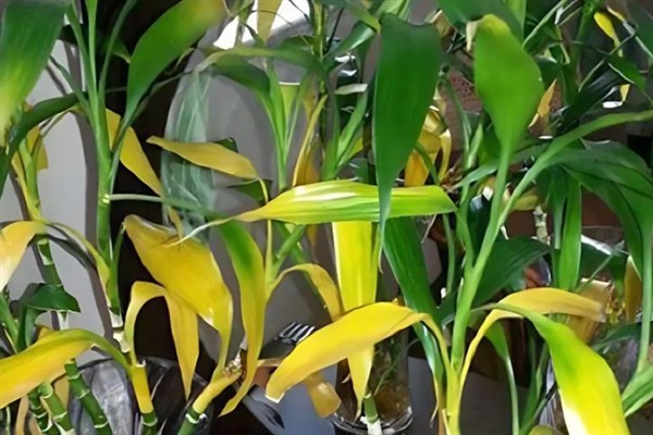 小麦干尖黄叶的治疗方法，先找准原因再对症治疗